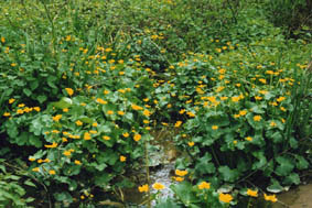 Caltha palustris